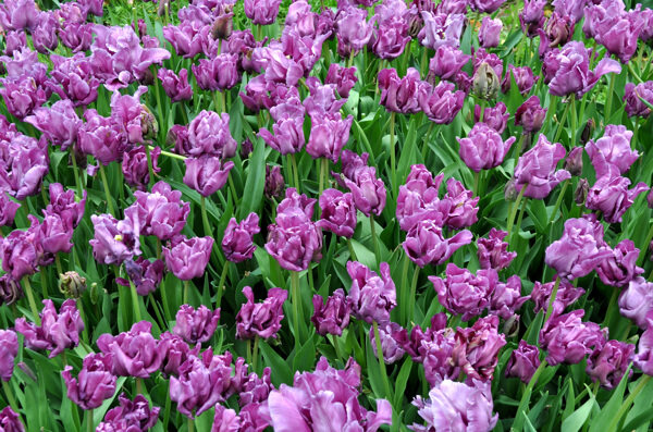 紫色郁金香花海图片
