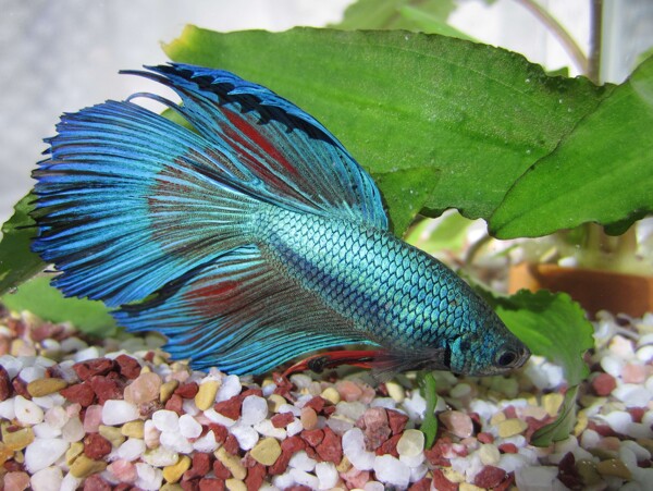 熱帶藍(lán)色小魚圖片