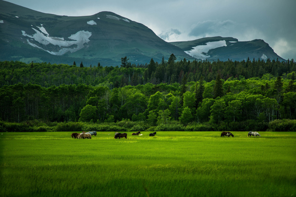 草原風(fēng)景