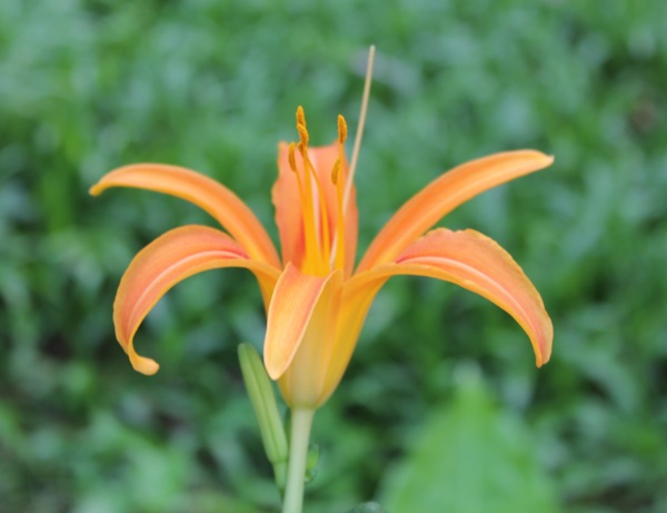 金黃色的萱草花花卉