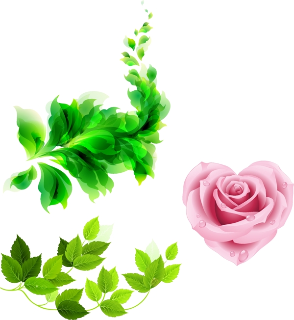 绿色树叶心形玫瑰花