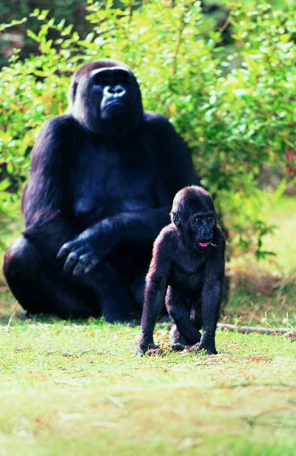 大猩猩和小猩猩图片