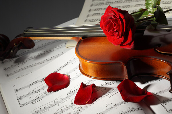 小提琴和玫瑰花图片