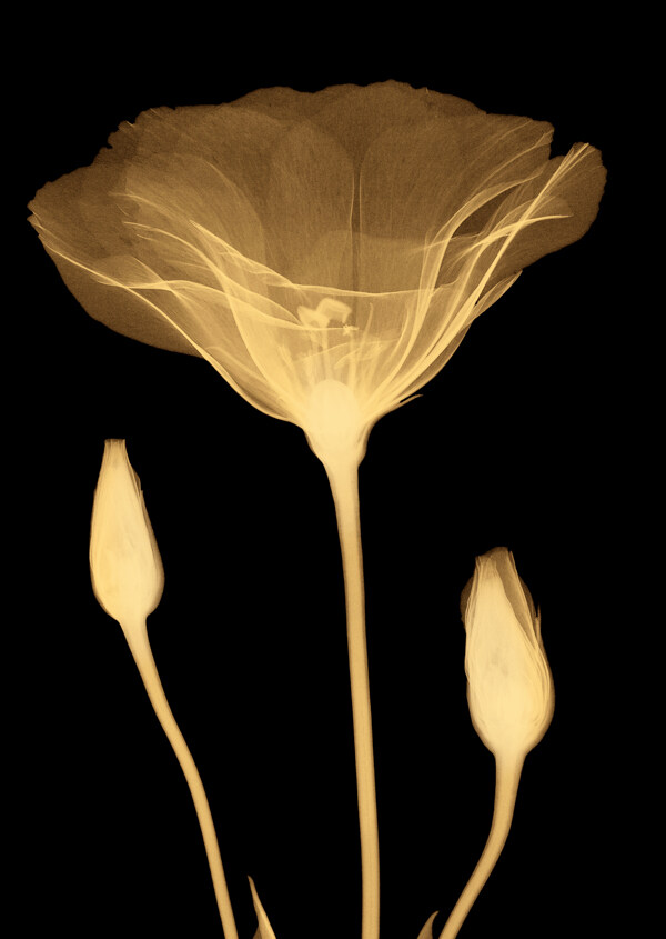 花朵效果裝飾畫