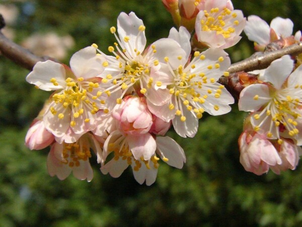 櫻桃花圖片