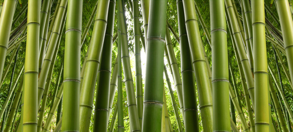 翠绿的竹子竹林景色