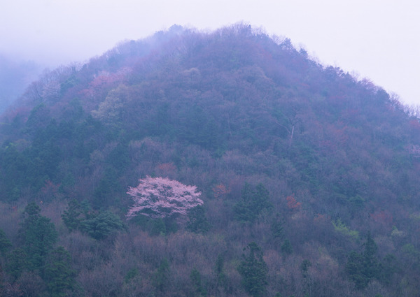 秋天樹林?jǐn)z影圖片