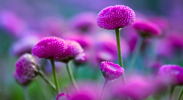 位圖植物花朵寫實花卉菊花免費素材