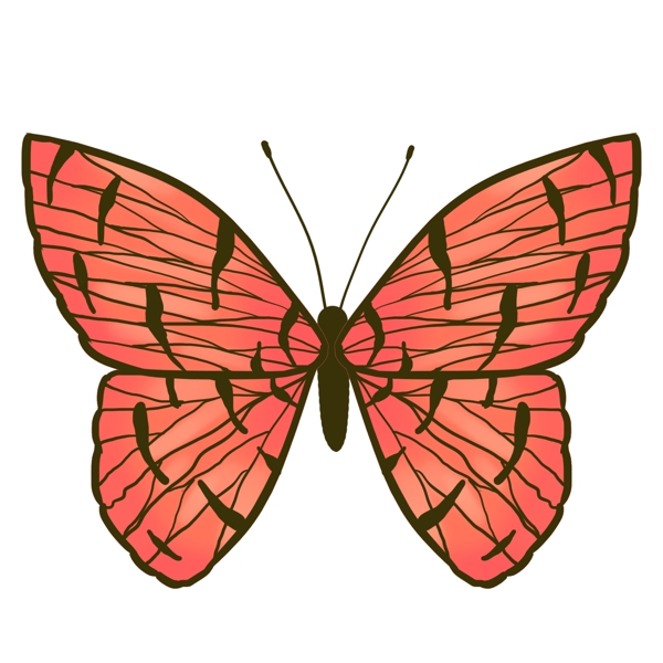 动物昆虫蝴蝶橙色