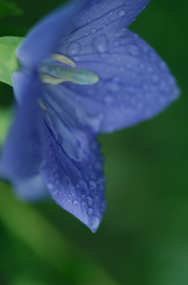 花卉無語百花世界花朵花草花蕊花瓣百花世界全球首席設計大百科
