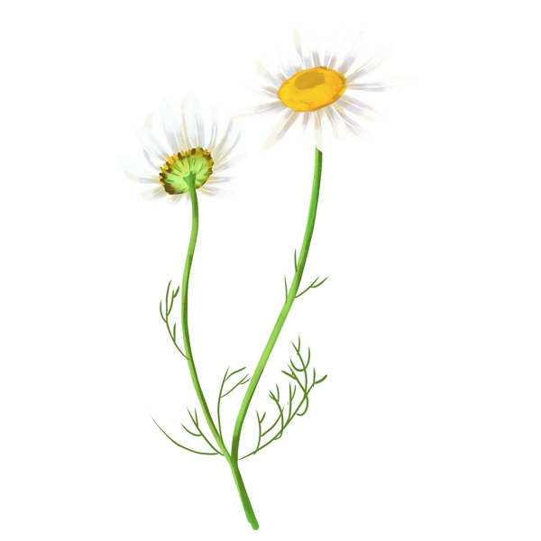 花朵洋甘菊植物