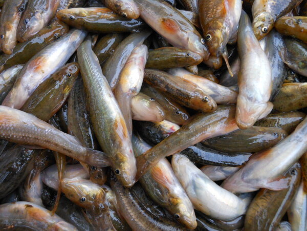 野生小魚