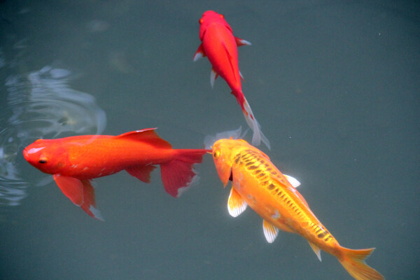 游魚錦鯉圖片