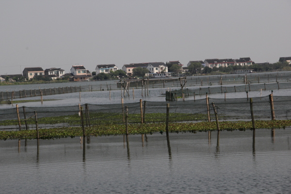 陽(yáng)澄湖大閘蟹