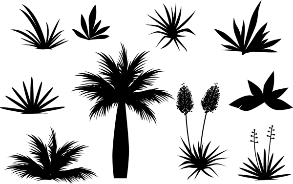 热带植物矢量图图片
