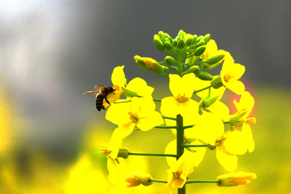 油菜花