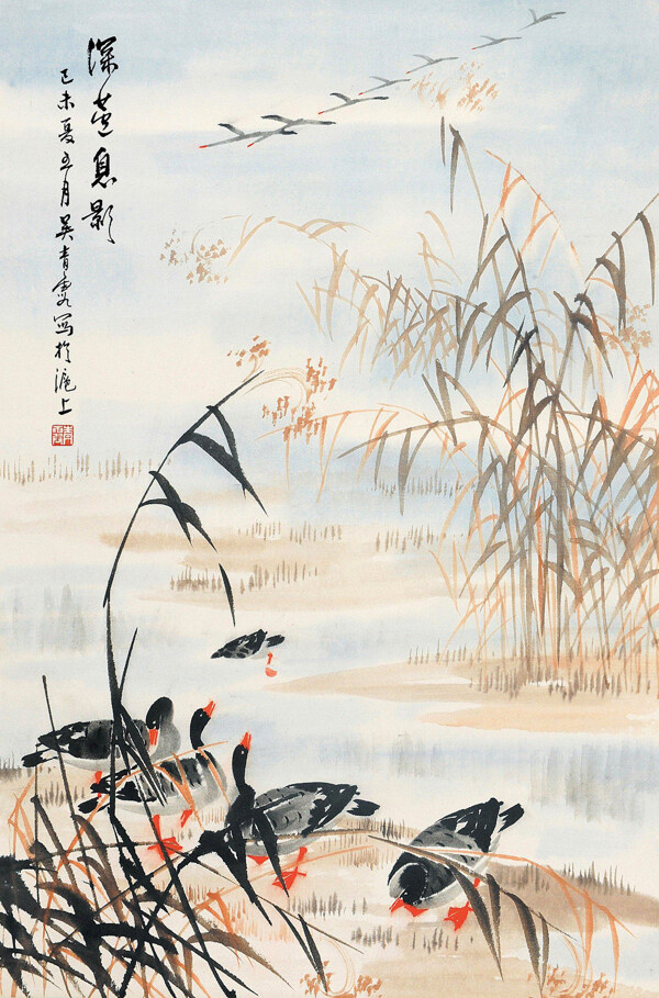 蘆雁圖片