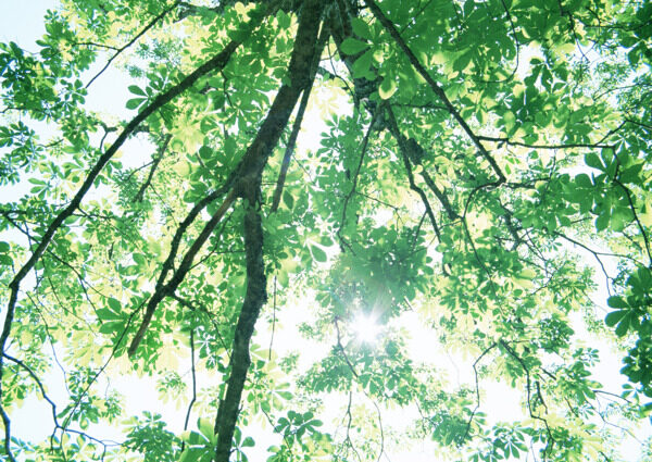 树林图片森林树木图片063