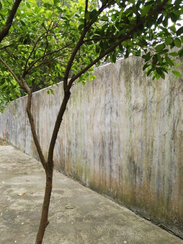 樹(shù)和墻