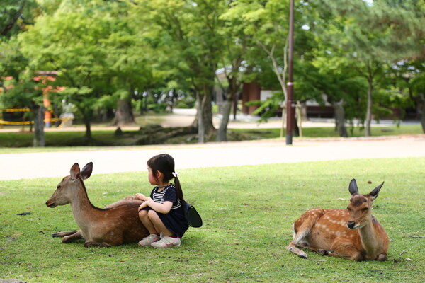 奈良公园小鹿图片