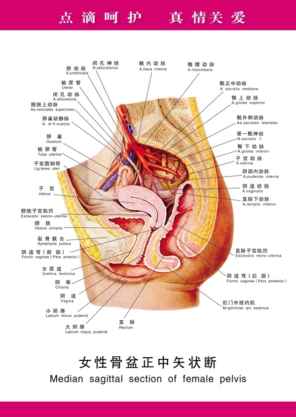 女性骨盆正中矢狀斷圖片