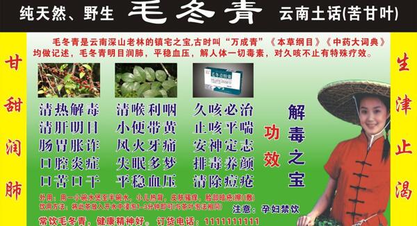 毛冬青采茶女圖片