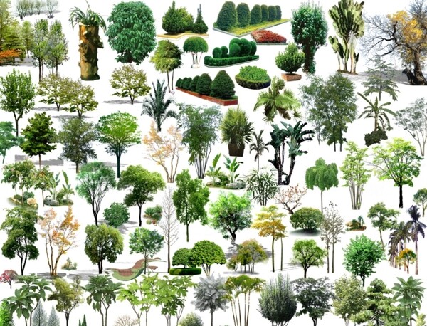 景观植物素材大全图片
