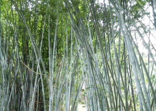 竹