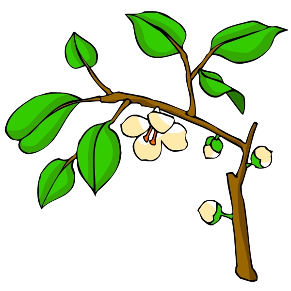 花卉古典插畫(huà)