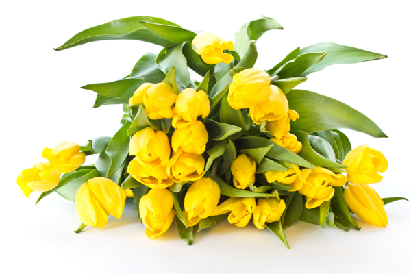 郁金香鮮花圖片
