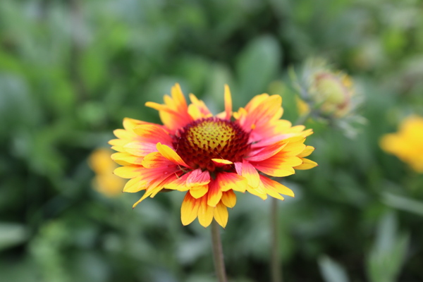 菊