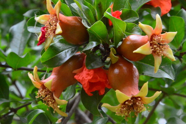 石榴花