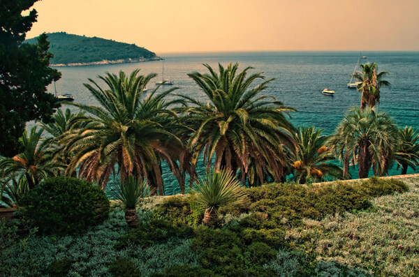克罗地亚海岸棕榈树