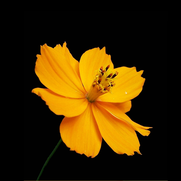 位圖植物攝影寫實(shí)花卉花朵數(shù)碼照片免費(fèi)素材
