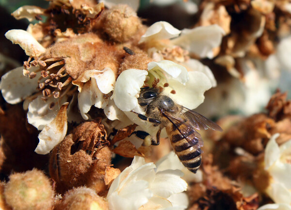枇杷蜜蜂