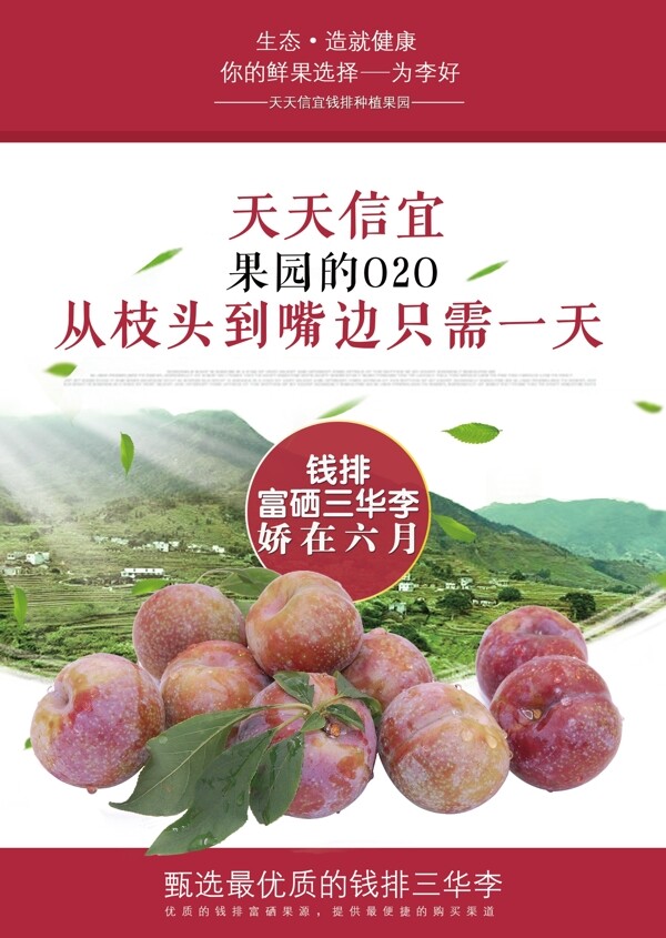 三華李功效宣傳海報(bào)