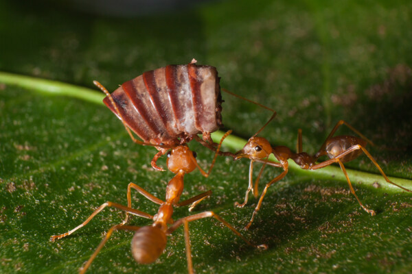 抬食物的蚂蚁图片