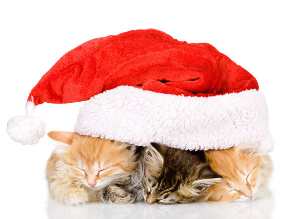 盖着圣诞帽子的猫图片