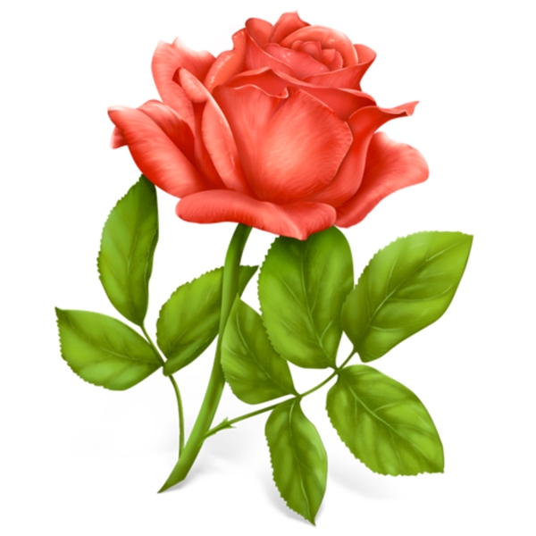 玫瑰花