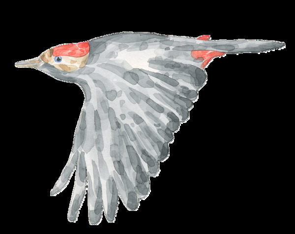 手绘正在飞翔的小鸟透明装饰图案