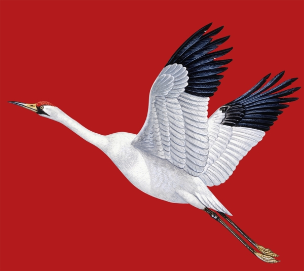 仙鶴免摳素材
