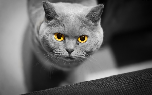 黄色眼睛小猫