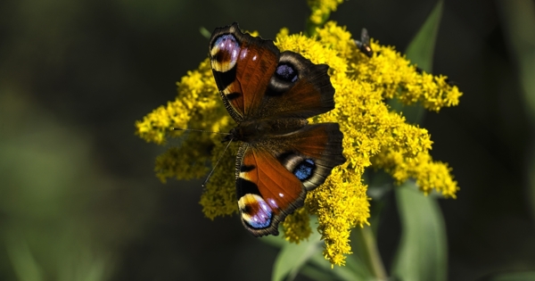 彩色蝴蝶昆虫花朵背景图片