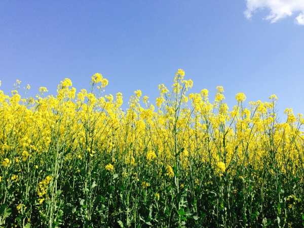 油菜花