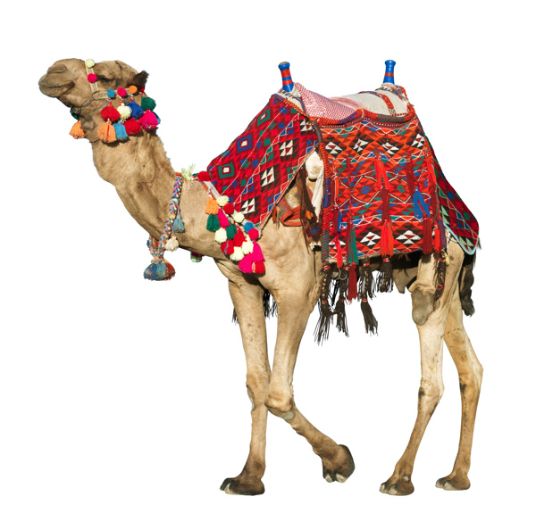 白色底板上的景区骆驼拍摄素材图片