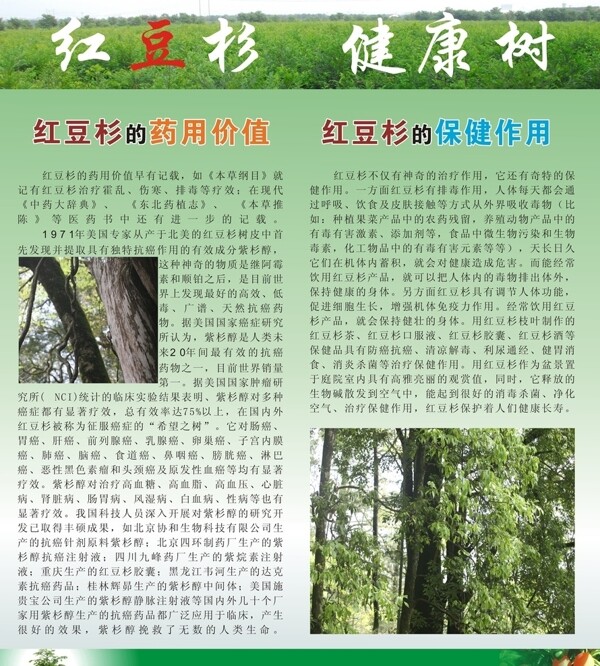 红豆杉背景海报图图片