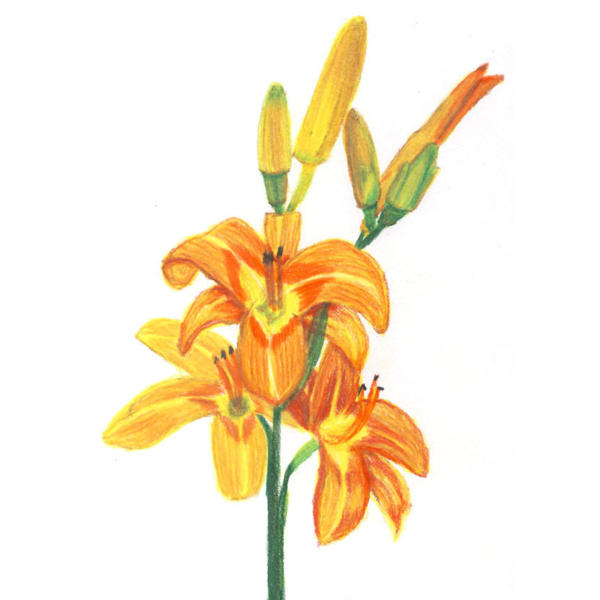 位圖植物寫(xiě)意花卉花朵百合免費(fèi)素材