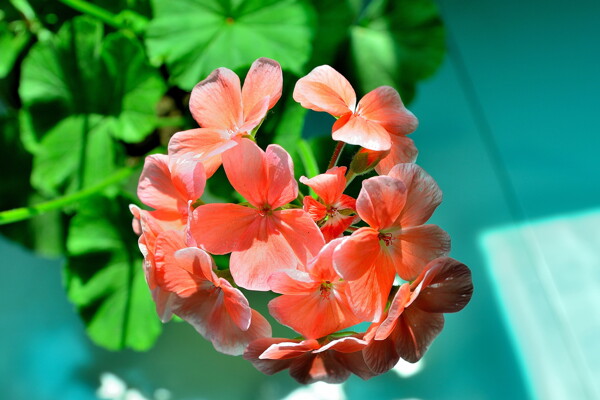鲜艳粉色天竺葵图片