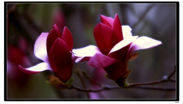 兩朵小花圖片