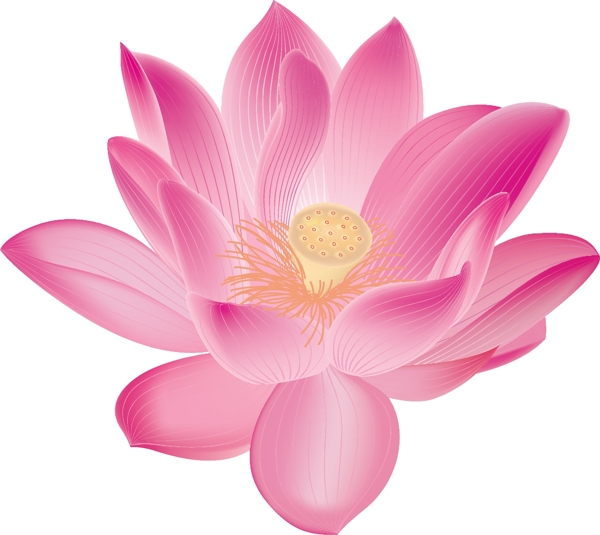 荷花圖片